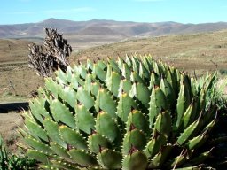 Aloe polyphylla old fruit capsules